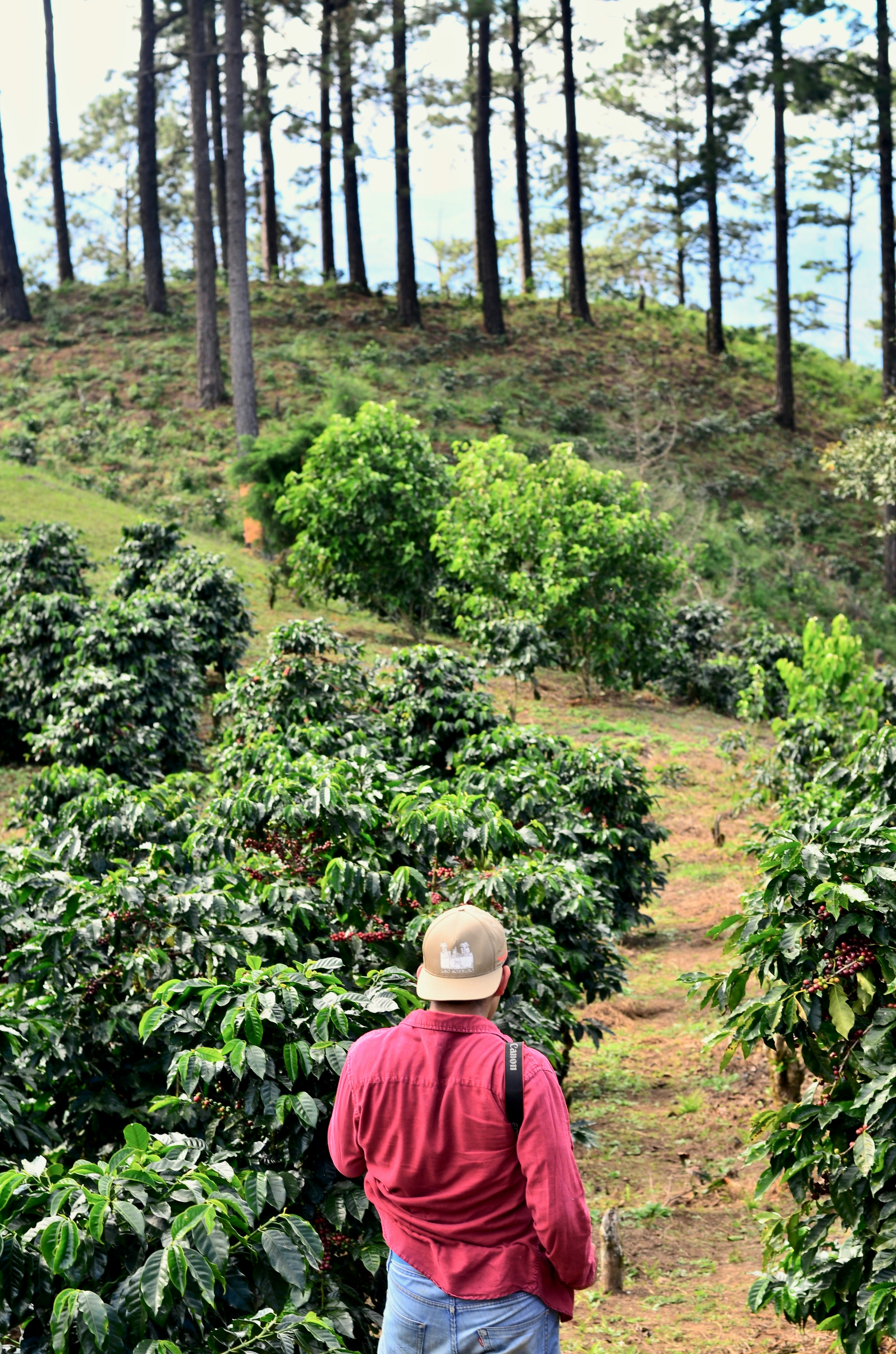 Colombian coffee farm