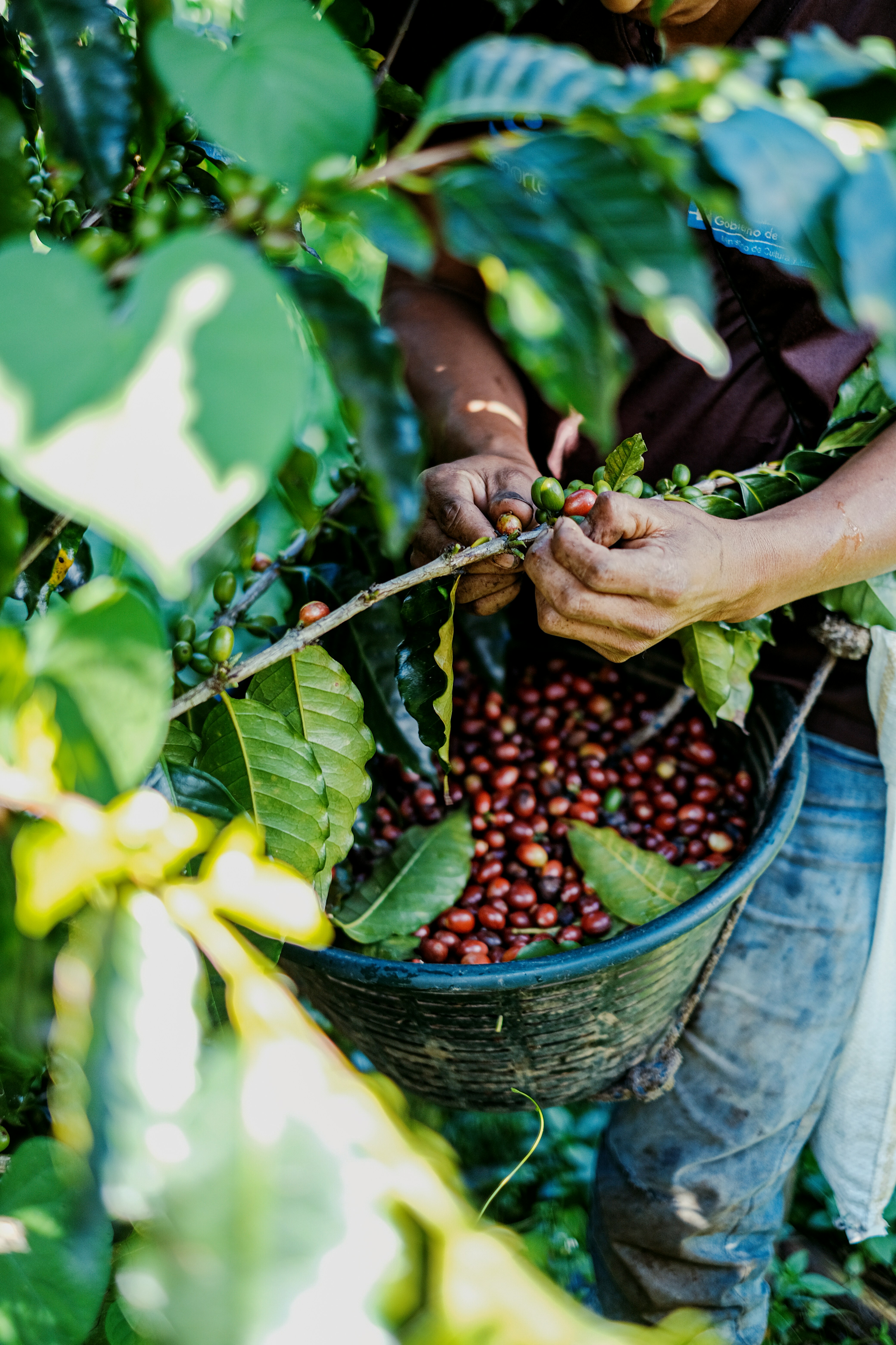 Coffee cherries harvest